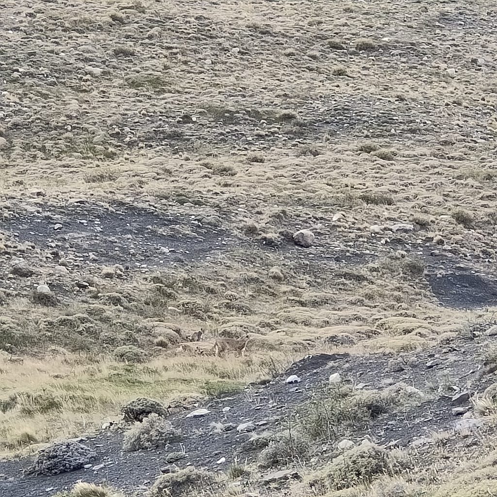 Un puma de ses deux petits