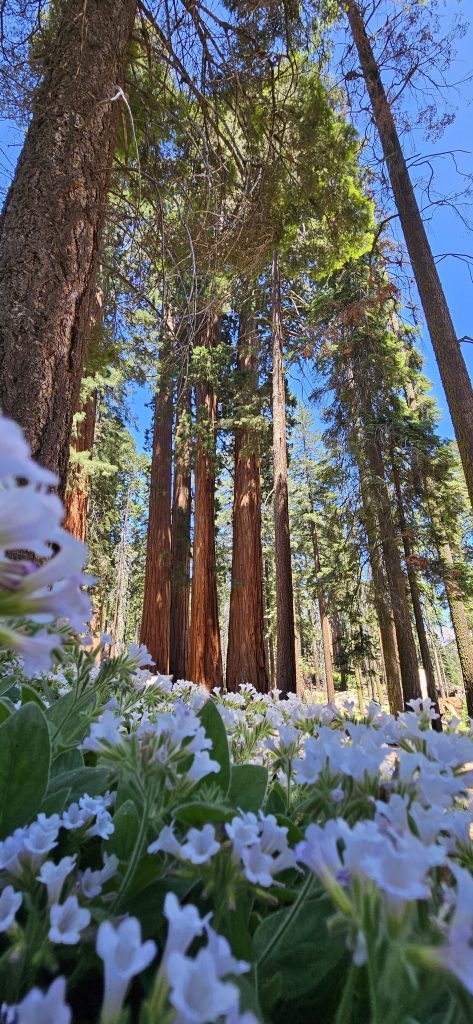 Sequoia - C'est compliqué de rendre bien sur une photo la taille