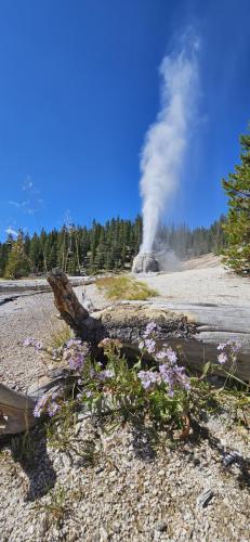 Yellowstone - j7